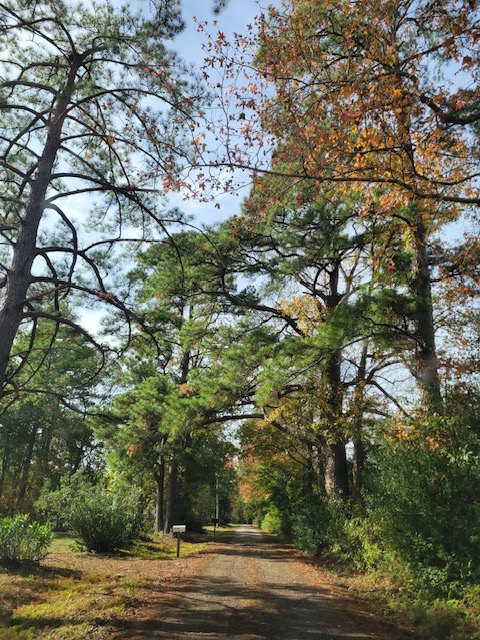 Saving the Houston Piney Woods